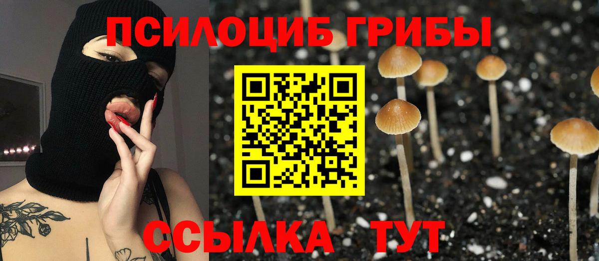 Псилоцибиновые грибы Psilocybe Кировск